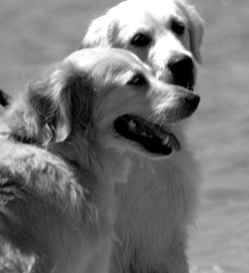 بنسيون Aquavit Guest House