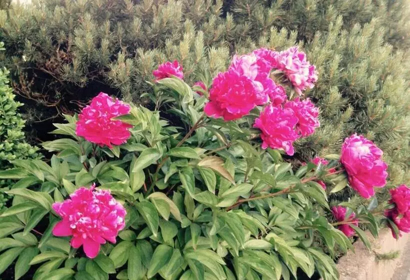 Hotelli Gästehaus Hannelore