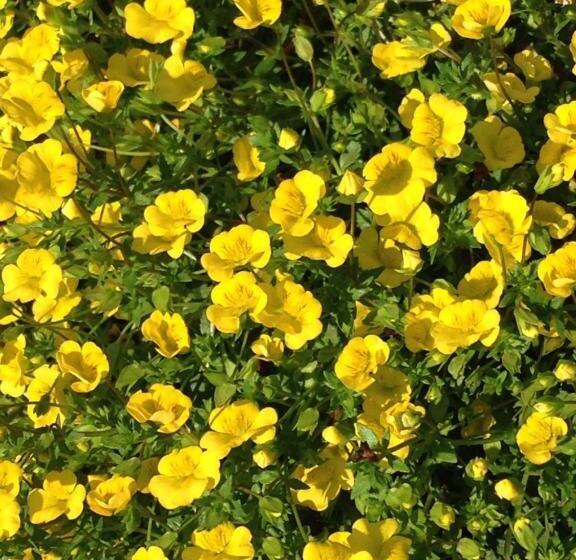 Отель Gästehaus Hannelore