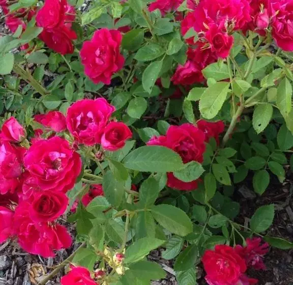 Hotelli Gästehaus Hannelore