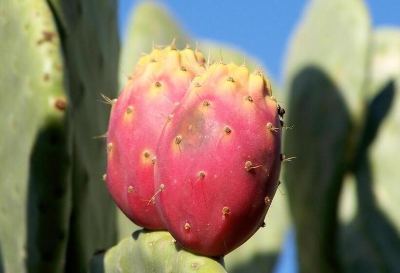 בית מלון כפרי Agriturismo Masseria Spetterrata