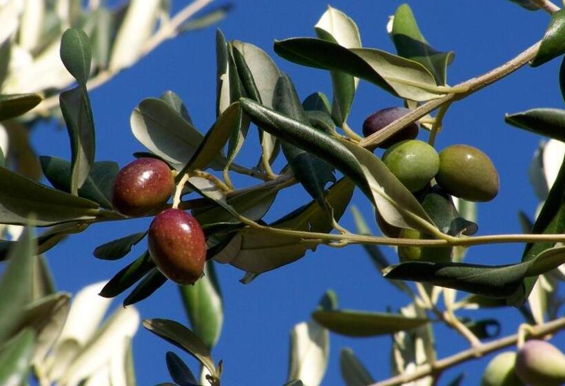 בית מלון כפרי Agriturismo Masseria Spetterrata