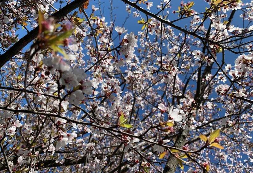 بنسيون Plumwood Boutique Hotel By The Living Journey Collection