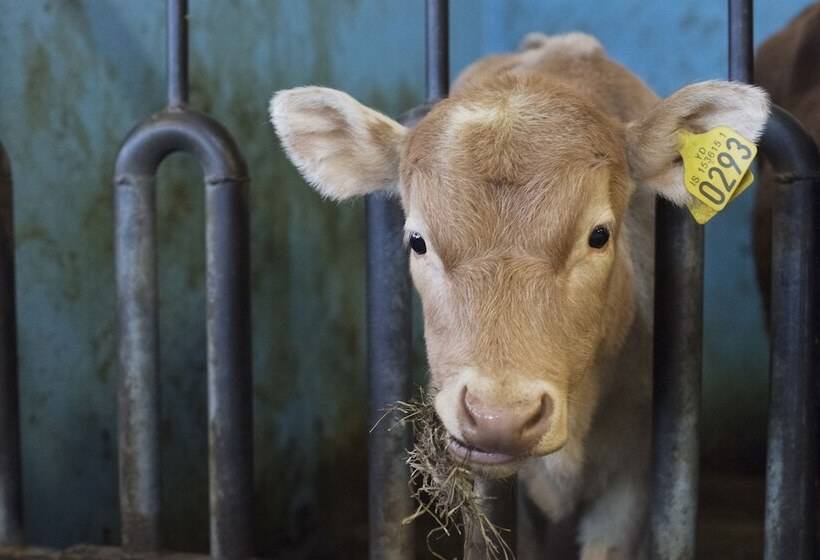 پانسیون Vogafjós Farm Resort