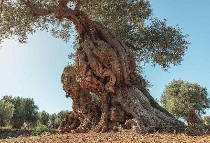 酒店 Masseria Brigantino