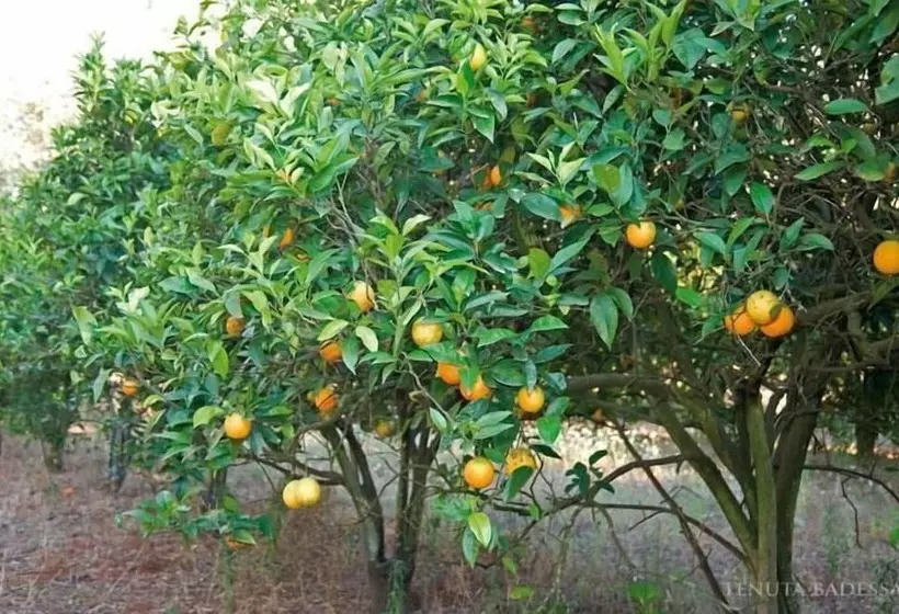 Hotelli Tenuta Badessa