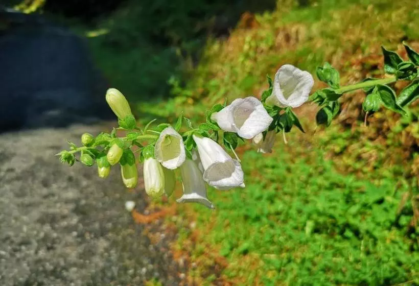 ペンション Penzion Lesní Pramen