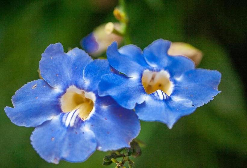 Pension Pousada Naturalia