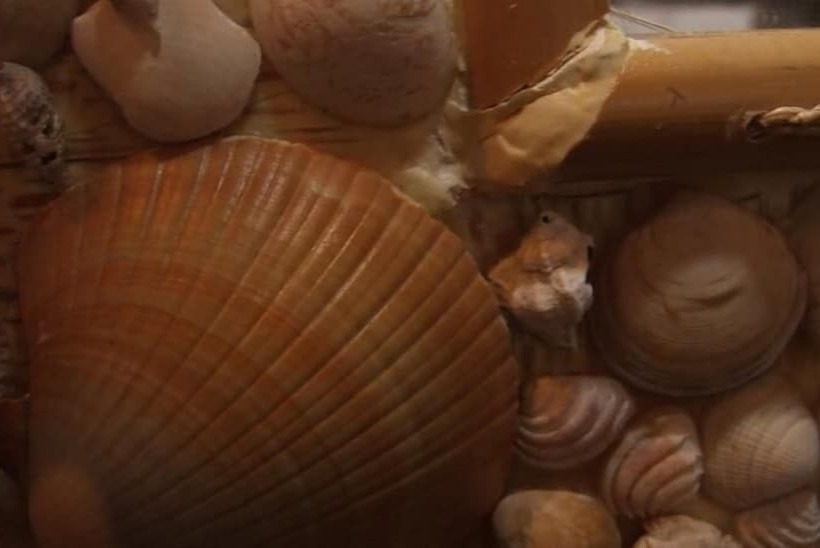 پانسیون Pousada Náutilus