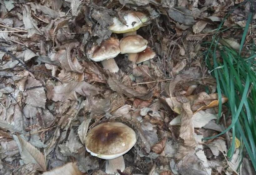 ペンション Casa Gialla B&b