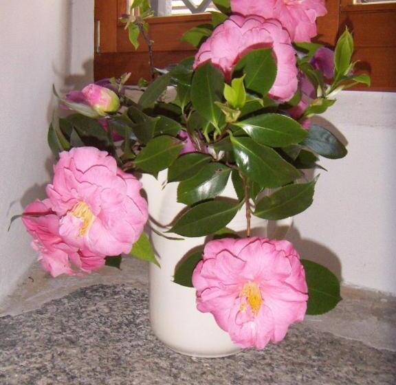 ペンション Casa Gialla B&b