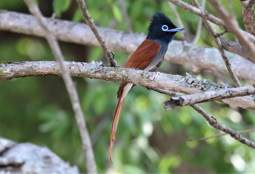 פנסיון Birds Babble Self Catering