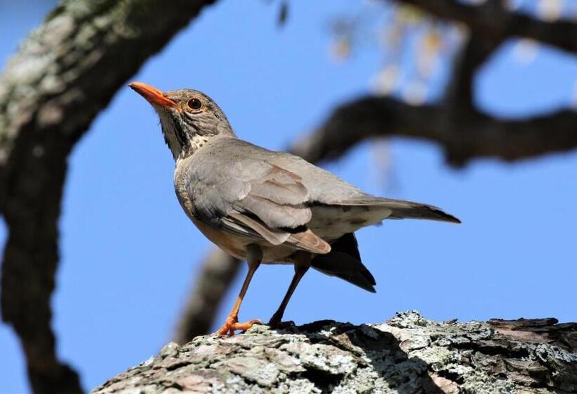 פנסיון Birds Babble Self Catering