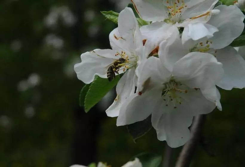 ペンション Gästehaus Brugger