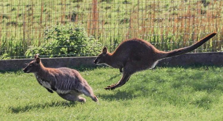 Пансион Hove Ter Hille