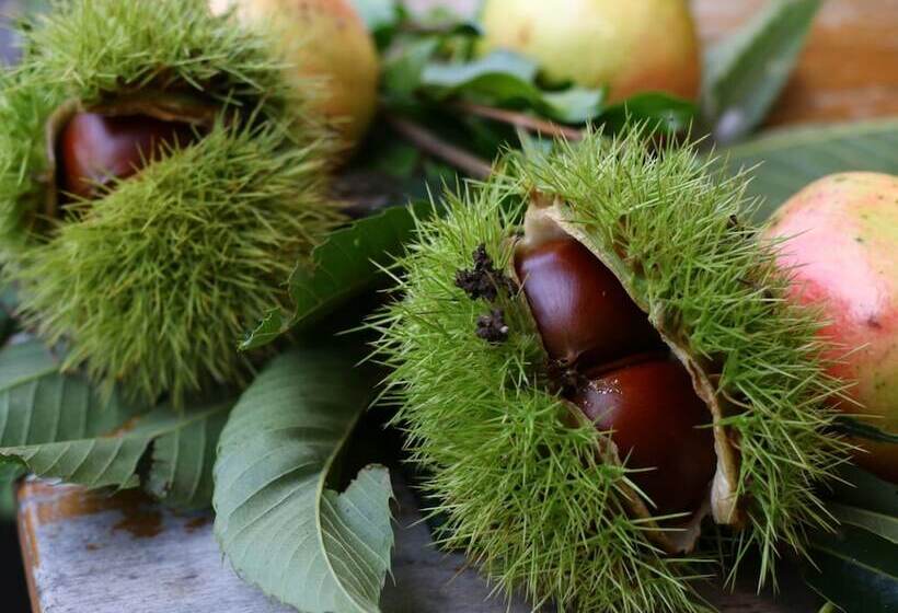 פנסיון Mominoki