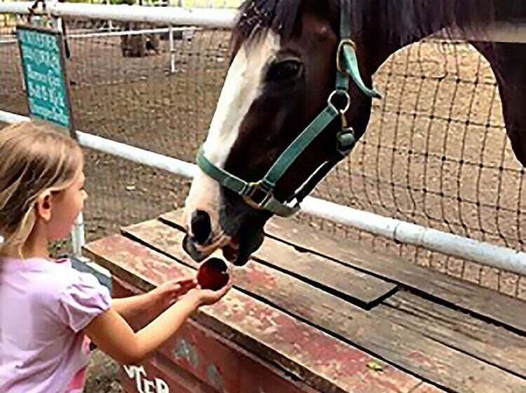 ユースホステル Country Woods Inn