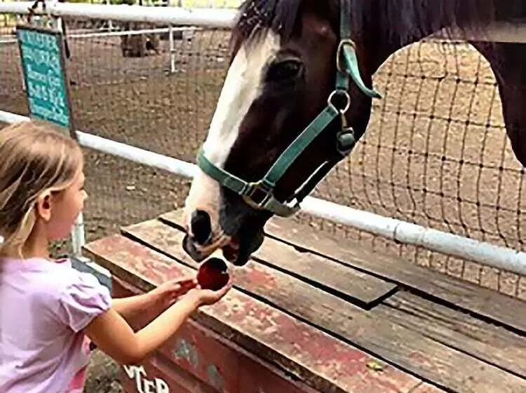 Retkeilymaja Country Woods Inn