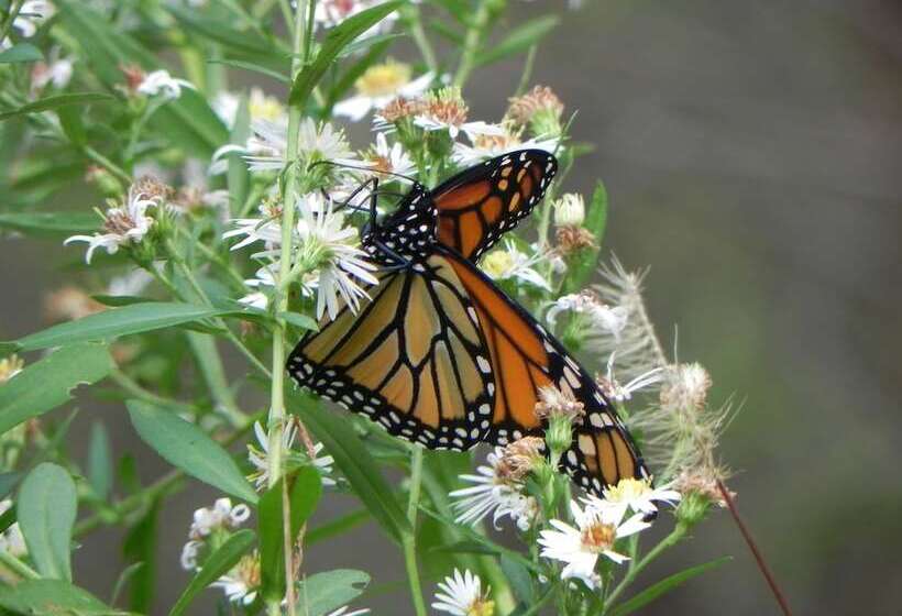 ユースホステル Vine Cottage Inn