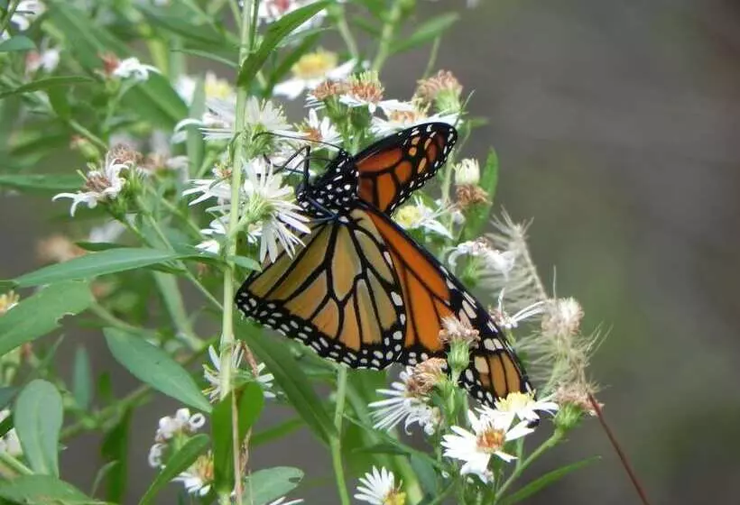 Retkeilymaja Vine Cottage Inn