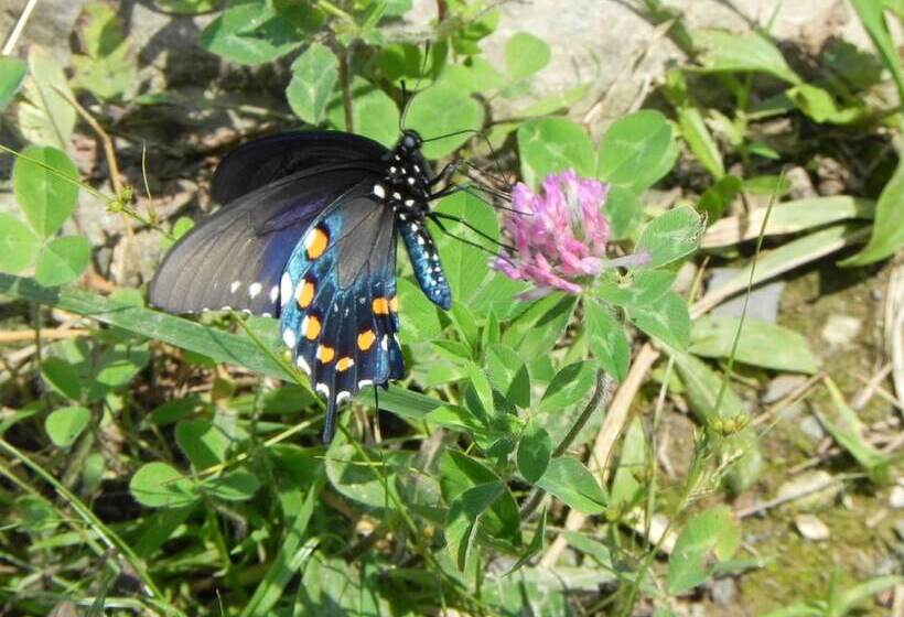 ユースホステル Vine Cottage Inn