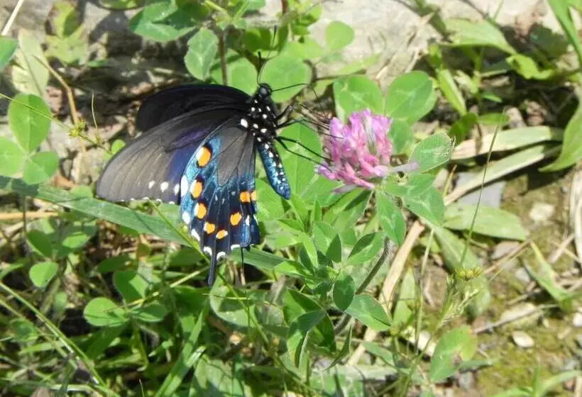 Retkeilymaja Vine Cottage Inn