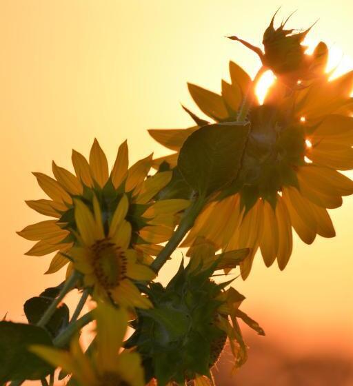 بنسيون Affittacamere Il Torchio