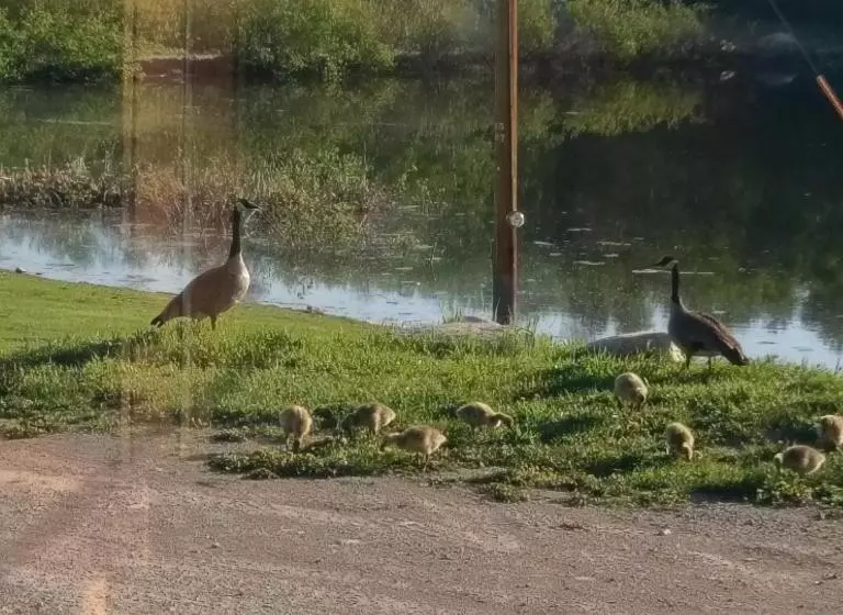 ユースホステル Duck Lake Lodge