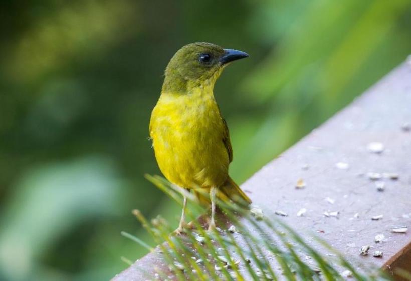 ペンション Pousada Ilhabela