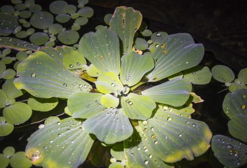 ペンション Pousada Ilhabela