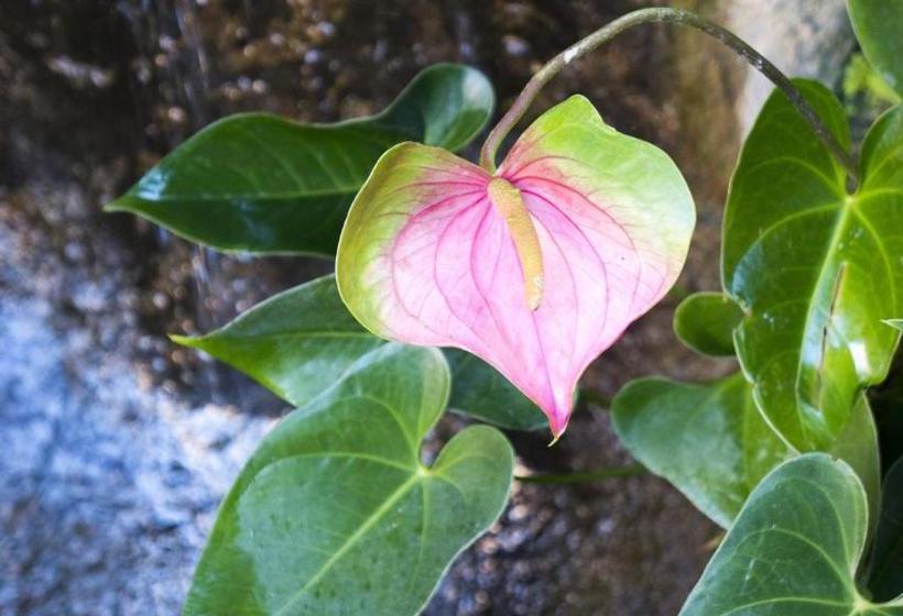 ペンション Pousada Ilhabela