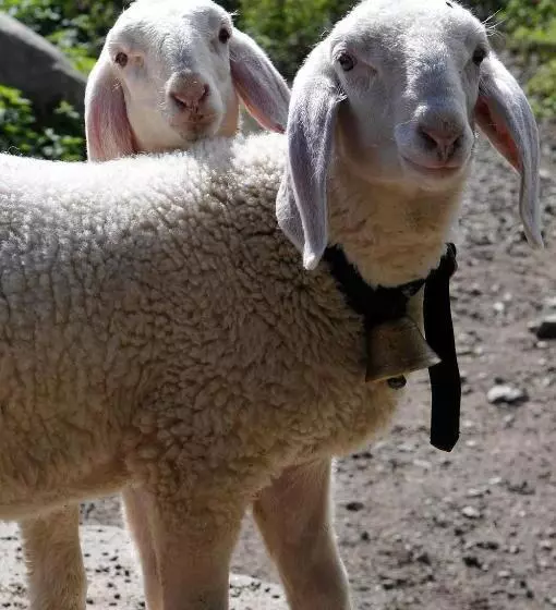 Residence Obermoarhof   Comfortable Apartments For Families, Swimmingpool, Playing Grounds, Almencar