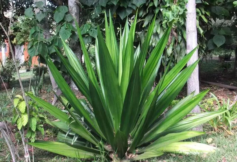 ペンション Eco Pousada Passaredo