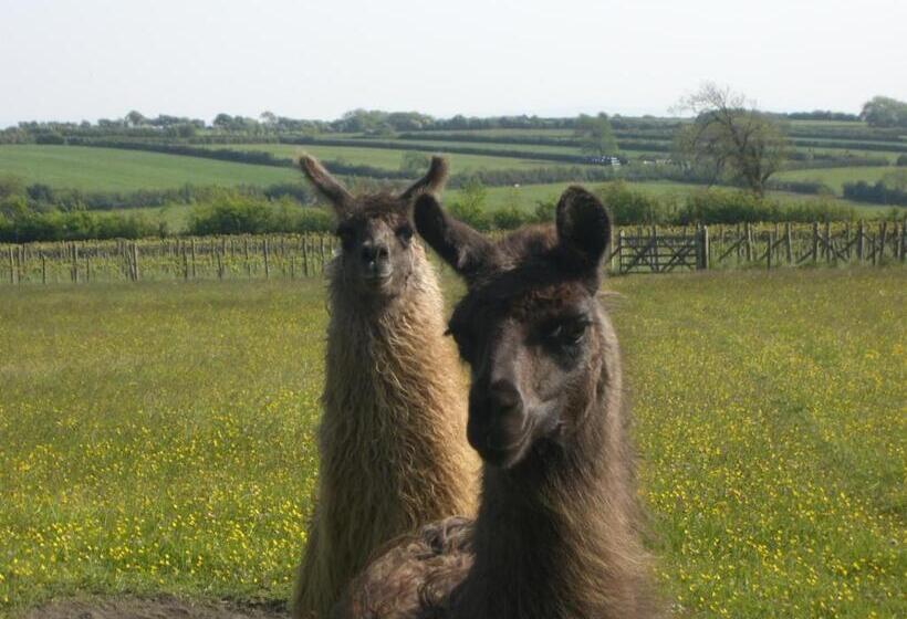 膳宿费 Glyndwr Vineyard