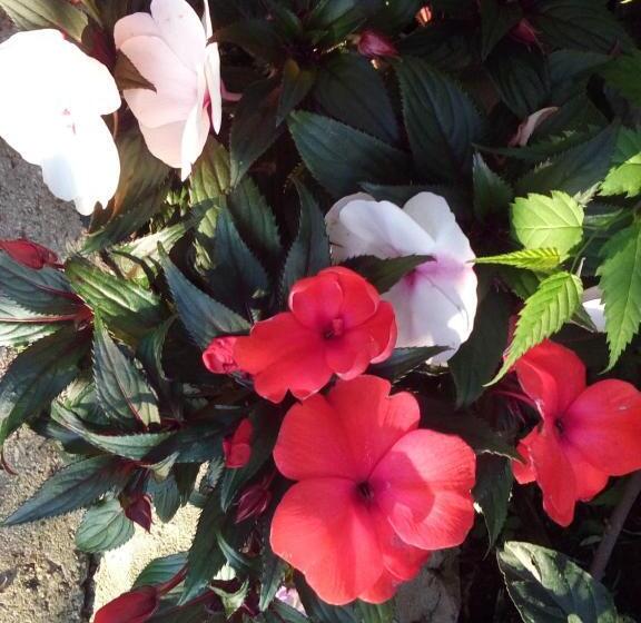 펜션 Oaza Guest House