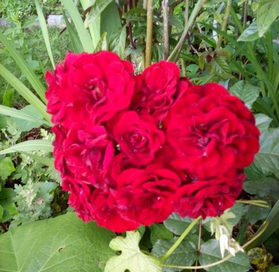 펜션 Oaza Guest House