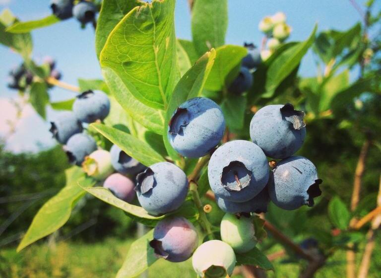 בית מלון כפרי Agriturismo Fruttirossi