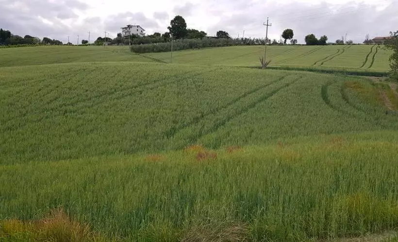 ホテル Il Vecchio Pioppo