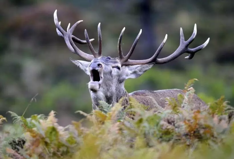 Majatalo El Escudo De Calatrava