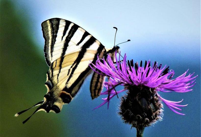 펜션 Ferienweingut Rudorfer