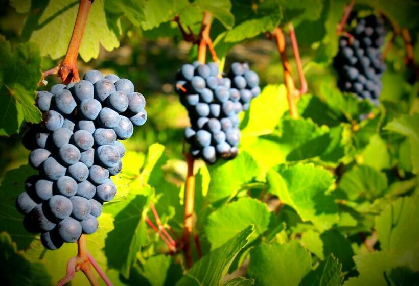 Pensionat D Angelo Winery Farm House