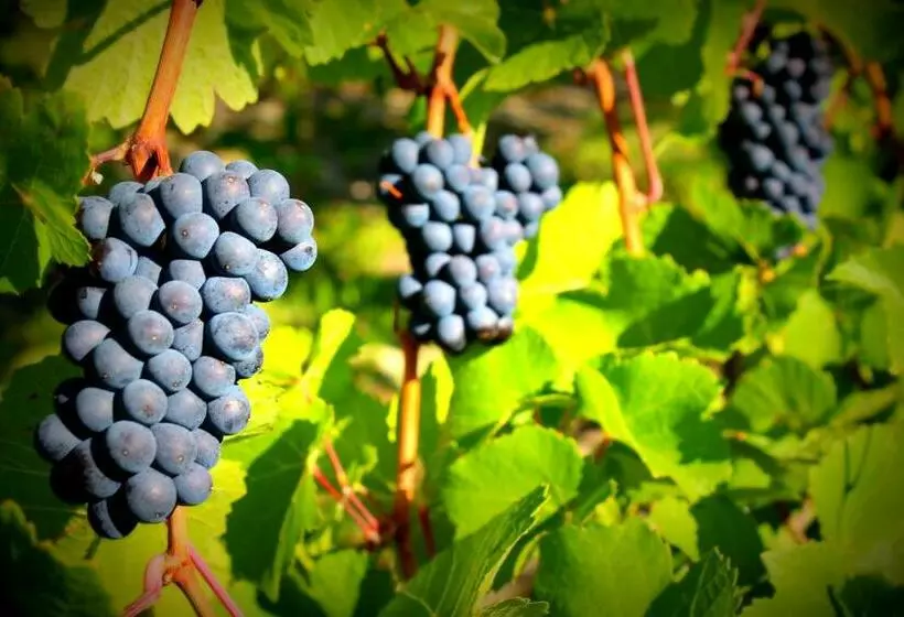 ペンション D Angelo Winery Farm House