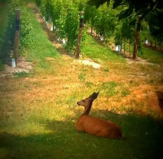 ペンション D Angelo Winery Farm House