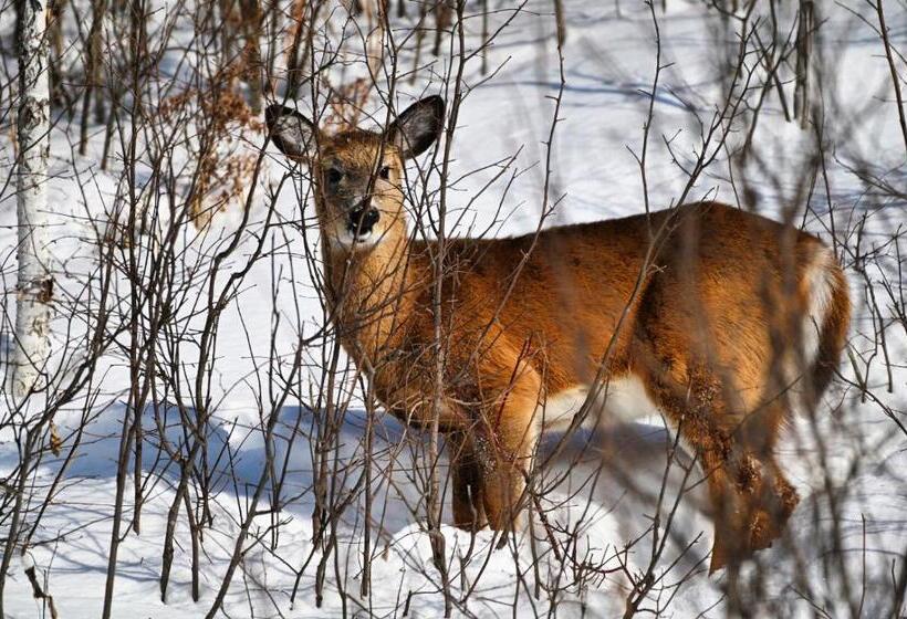 הוסטל Camp Taureau   Altaï Canada