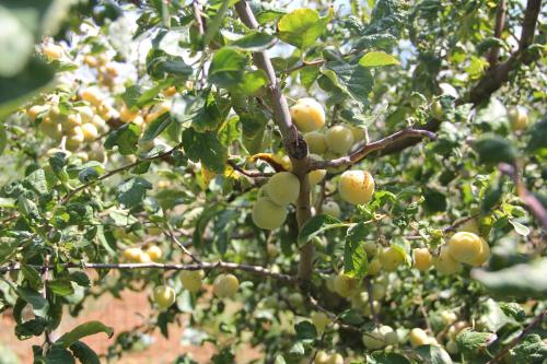 فندق Agriturismo Agrifoglio