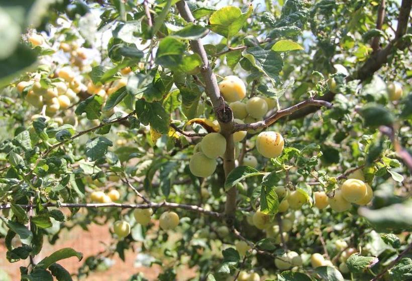 فندق Agriturismo Agrifoglio