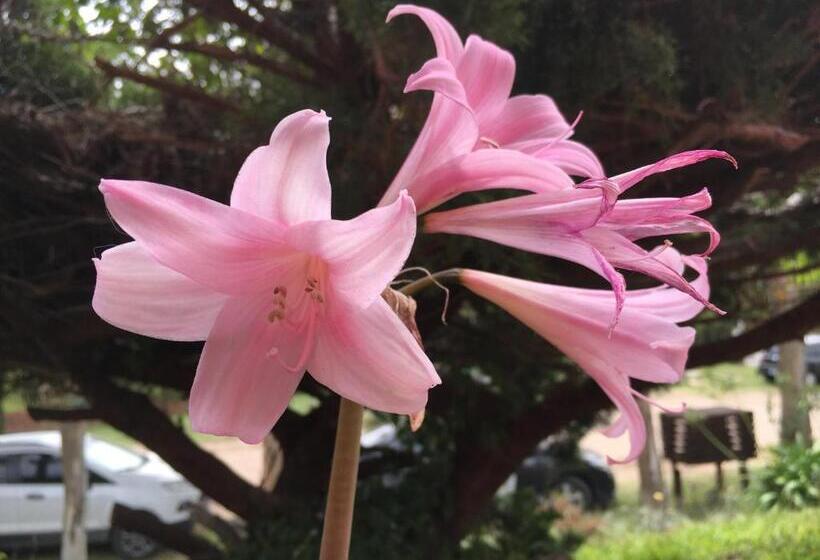 هاستل Villa Olimpia Cabañas