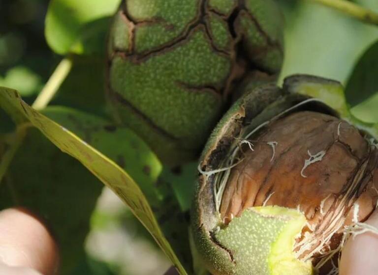 ユースホステル Finca La Clementina