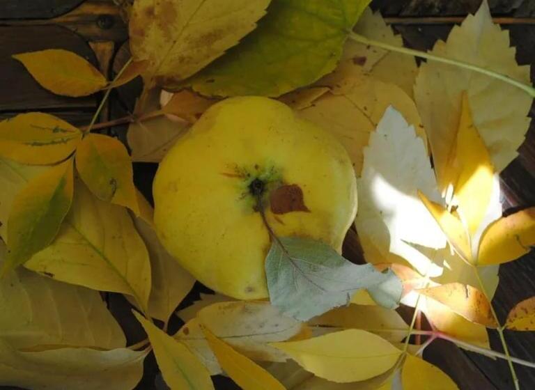 ユースホステル Finca La Clementina