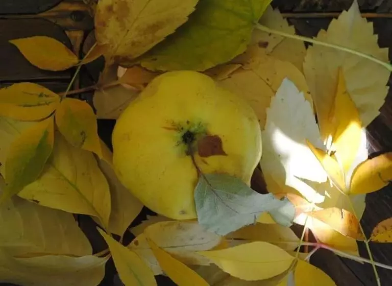 ユースホステル Finca La Clementina